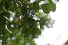 Swietenia macrophylla